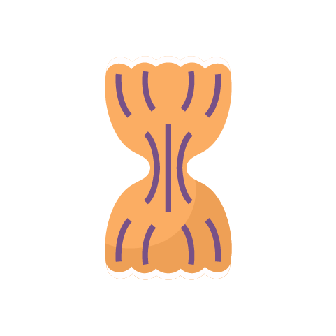 farfalle