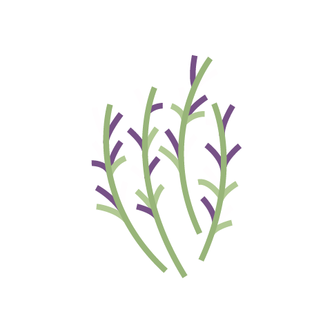 rozmarín