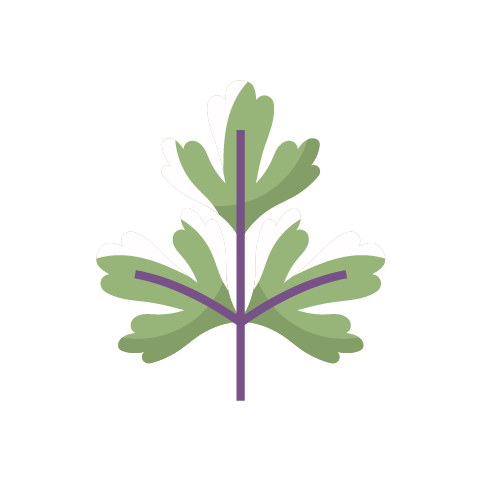 koriander