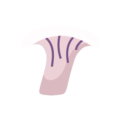 hliva