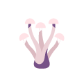 enoki huby