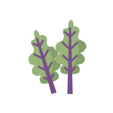 rukola