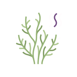 sušené morské riasy wakame